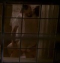 Ginnifer Goodwin in "Big Love"