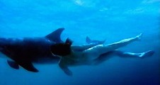 Julia Brendler nude in Dolphins