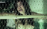 Marieh Delfino nude in Penance