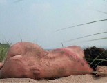 Carla Gugino nude in Jaded