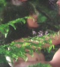 Cherie Lunghi nude in Excalibur