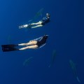 1024x768, 41 KB, Nina_Dobrev_swimming_with_sharks.jpg