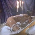 Bojana Golenac nude in Maximum Speed - Renn' um dein Leben!