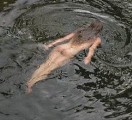 Esther Gaudette nude in L'Espérance