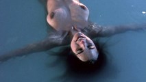 Frances Raines nude in The Mutilator