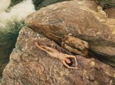 Grazielli Massafera nude in Dona Beja
