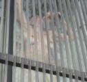 Laura Cymer nude in Felices los 6