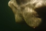 Nel Kaczmarek nude in Wyzwanie