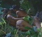 Sonja Kirchberger nude in "Benzin im Blut"