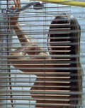 Sophie Duez nude in "Quai n° 1"