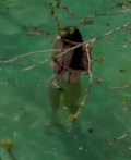 Pinelopi Tsilika nude in Kala azar