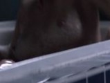 Sharni Vinson nude in Patrick